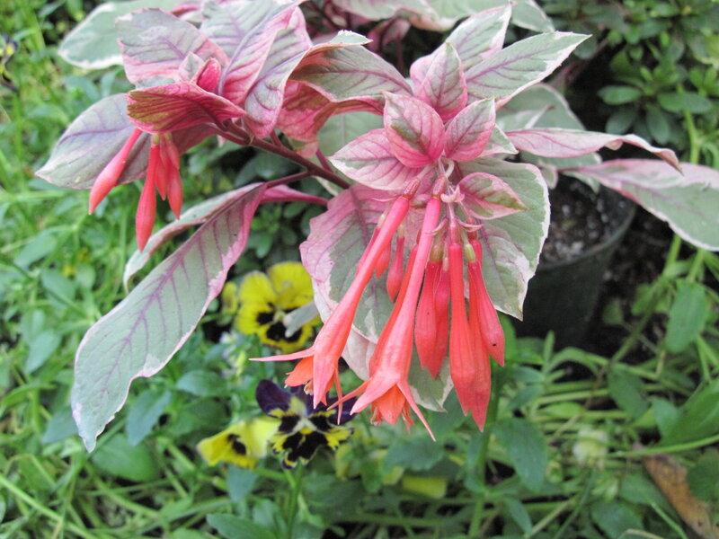 Variegated Fuchsia Plant
