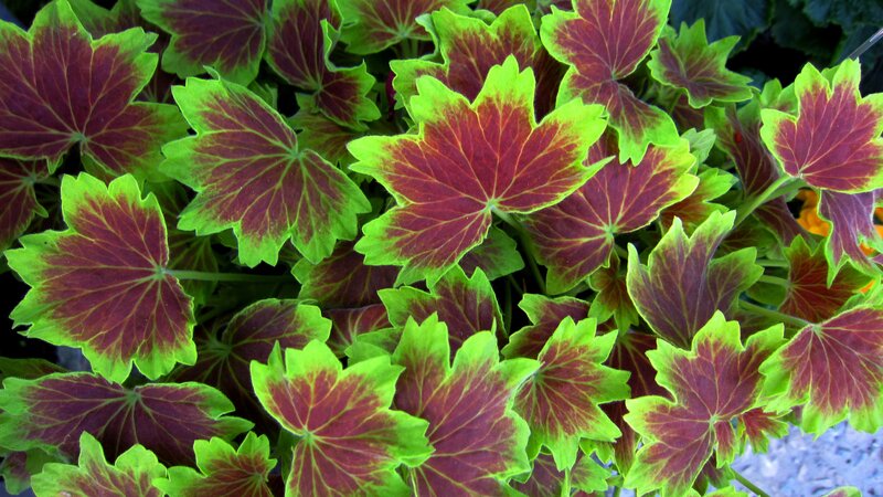 Variegated Geranium Leaves