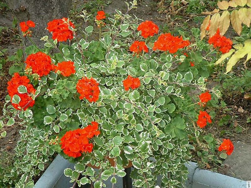 variegated geraniums in bloom