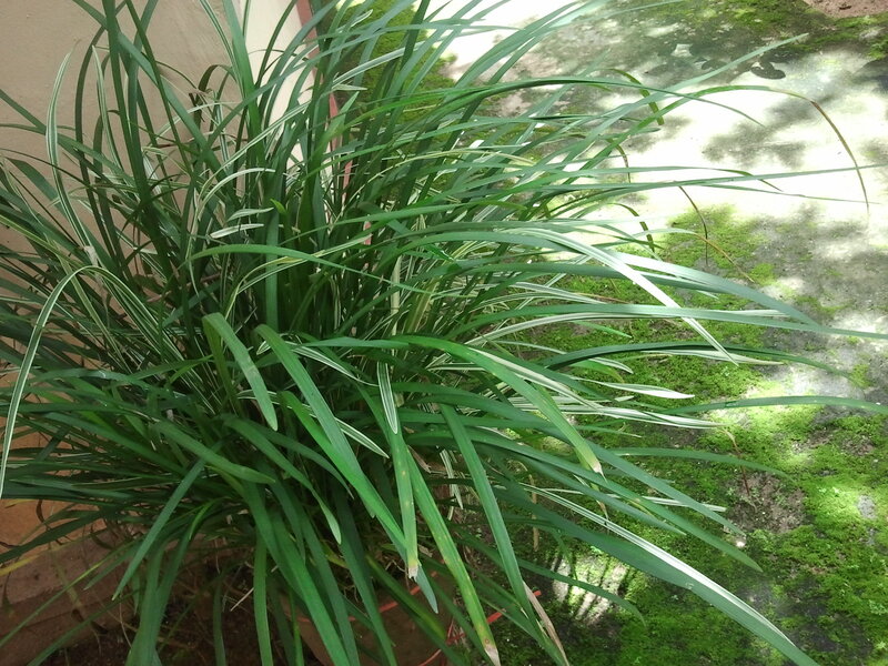 Variegated Grass Plant