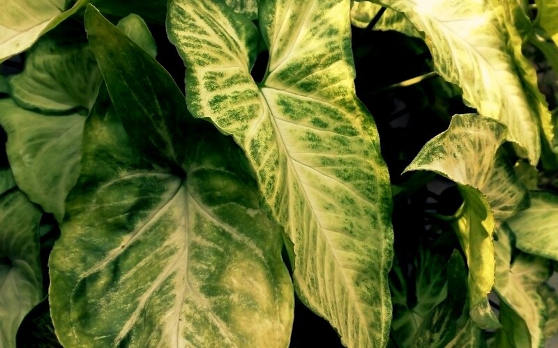Variegated Green Leaves