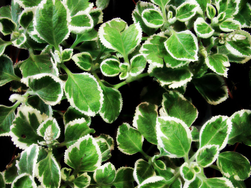 Variegated Green Plant
