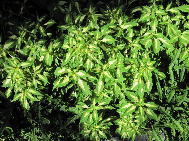 Variegated Green Plants — Natural