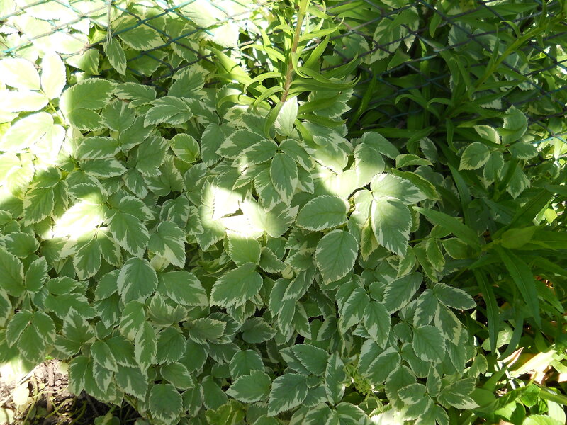 Variegated Green Plants