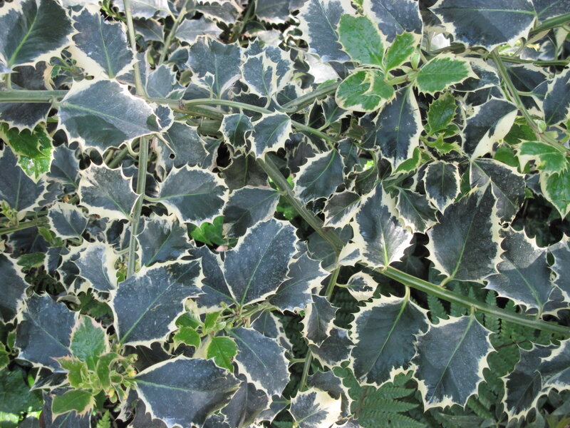 Variegated Holly Leaves — Green, Natural