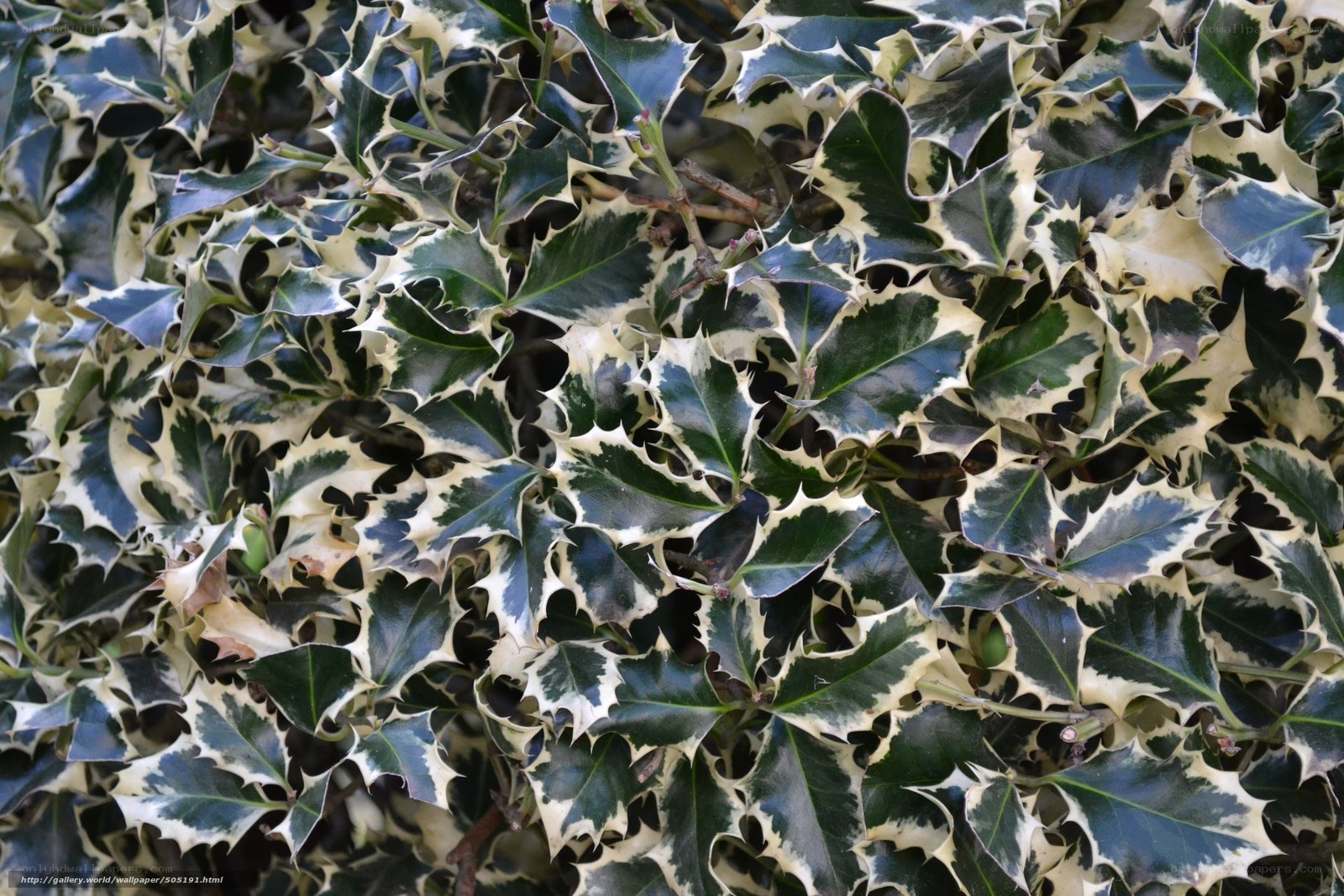 variegated holly leaves