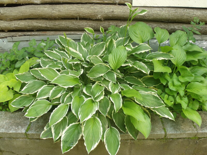 Variegated Hosta Plant — Green