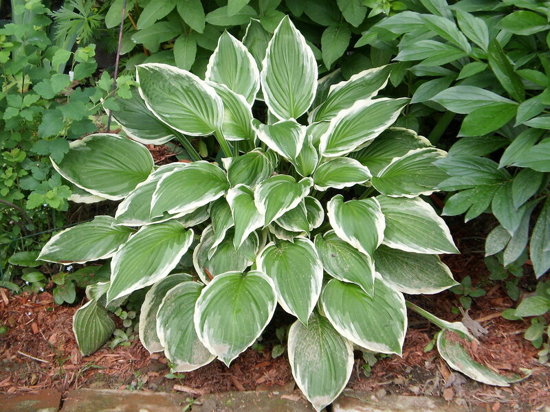 Variegated Hosta Plant