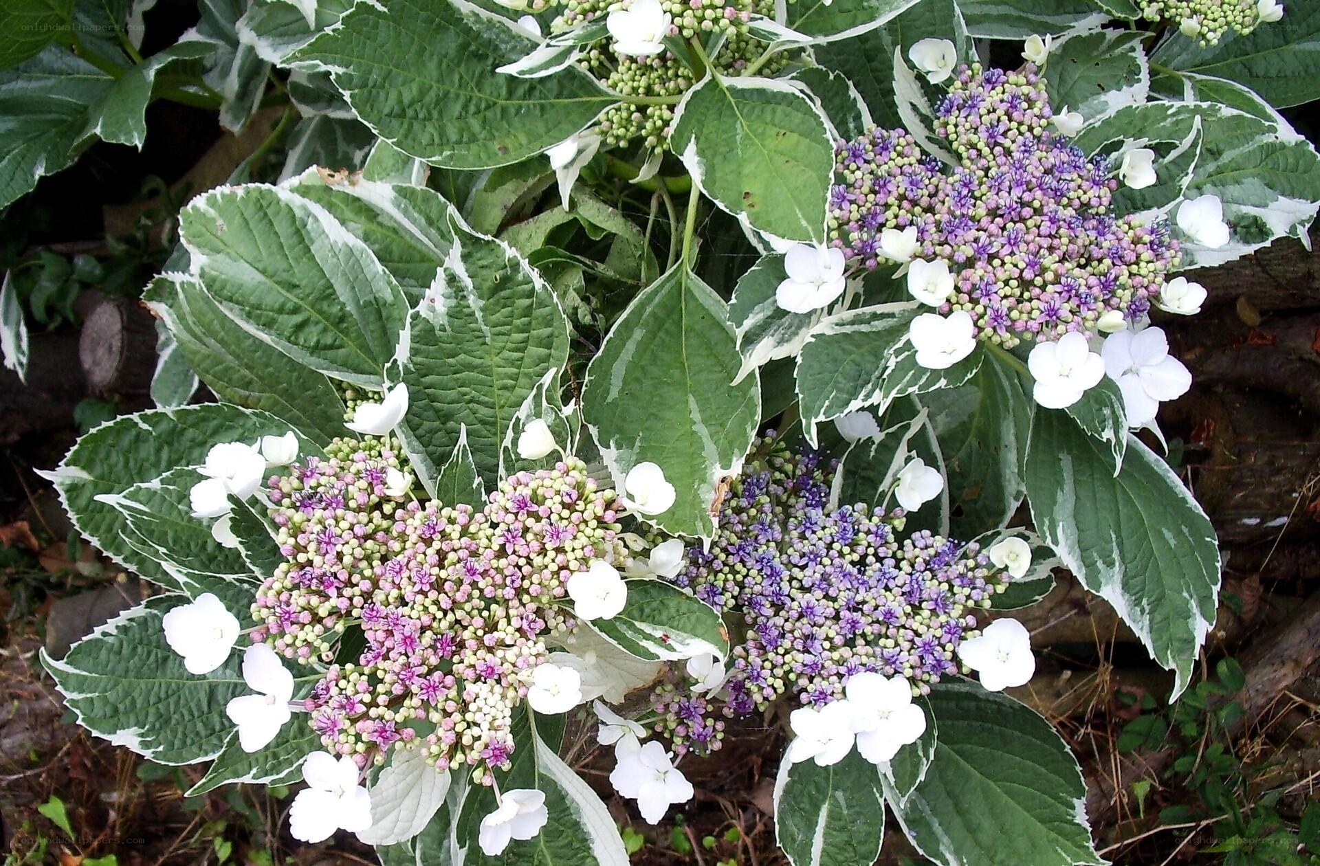 variegated hydrangea flowers