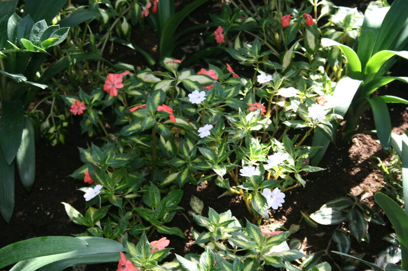 Variegated Impatiens Flowers — Green