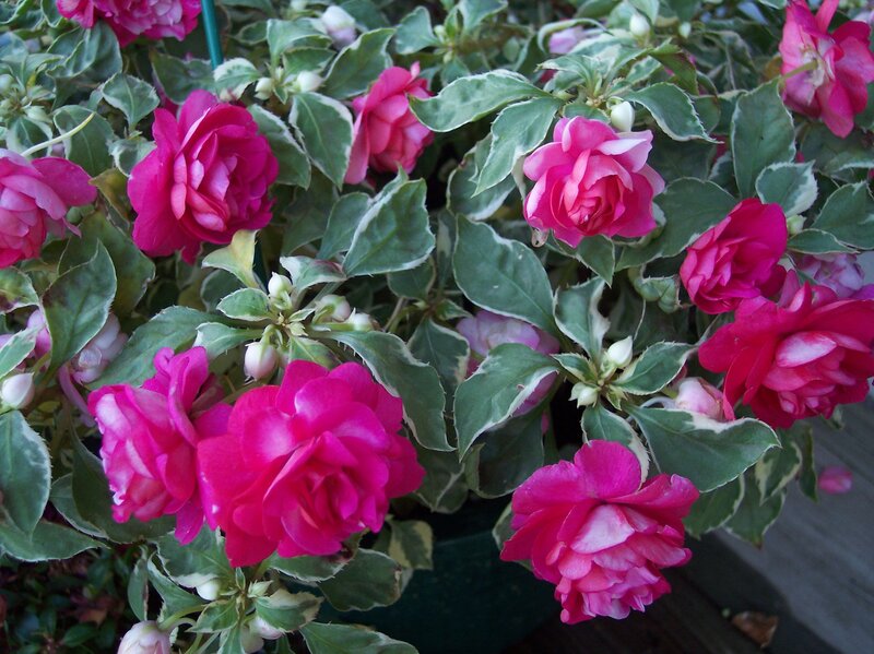 Variegated Impatiens Flowers