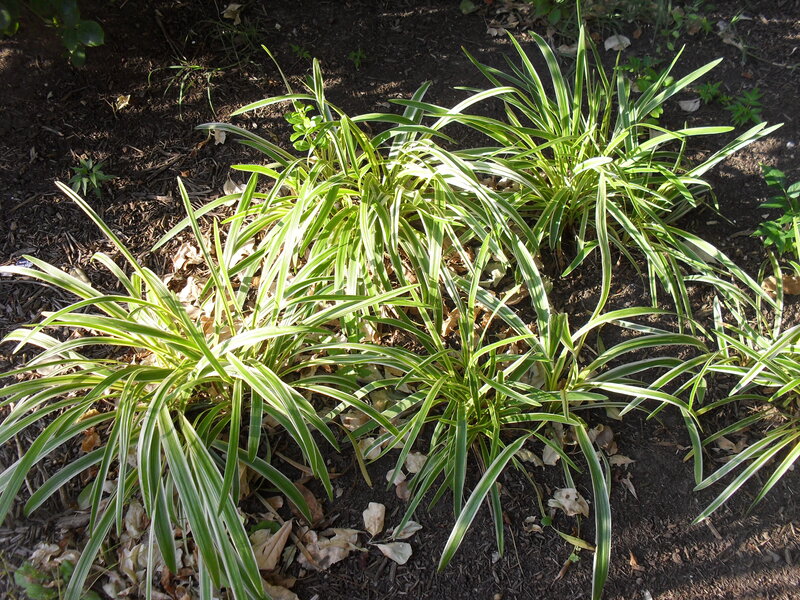 Variegated Iris Plants