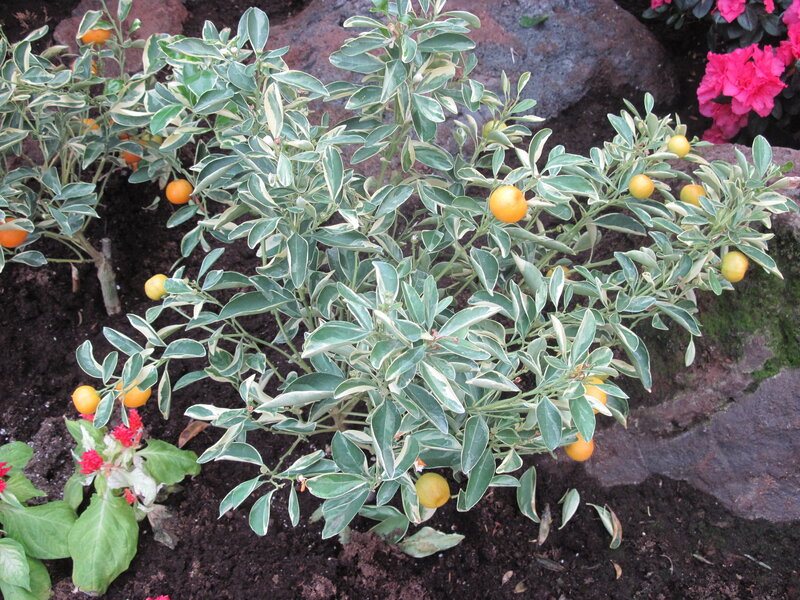Variegated Kumquat Plant