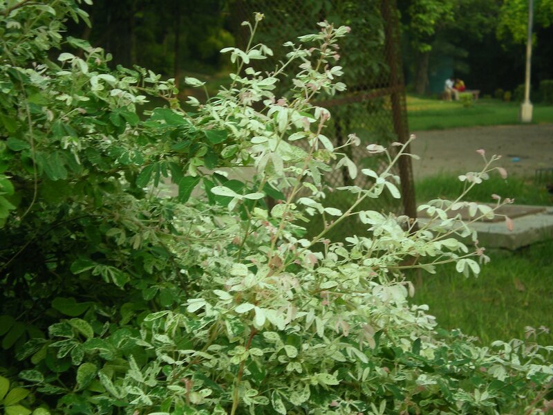 variegated leaf bush in park