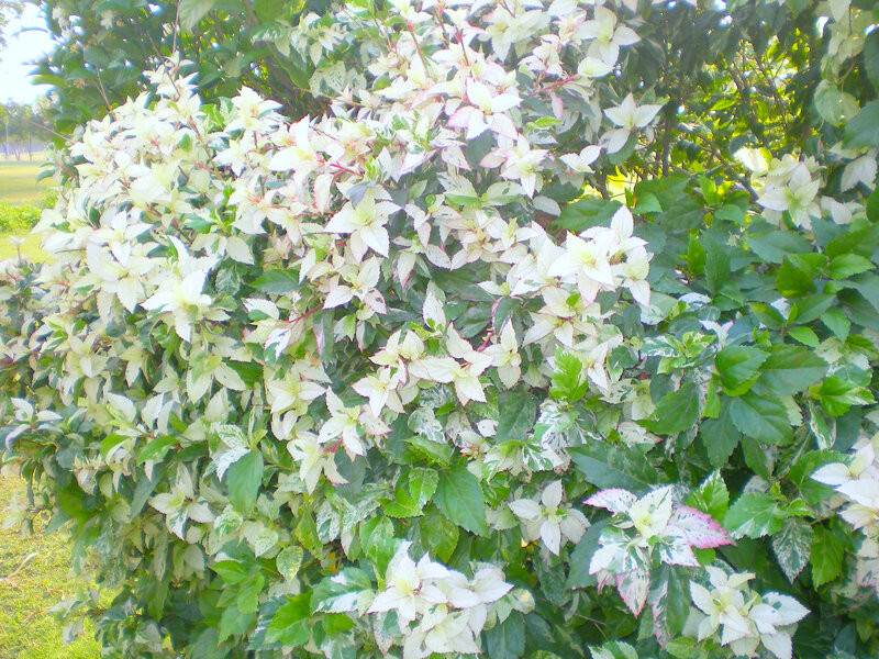 variegated leaf bush