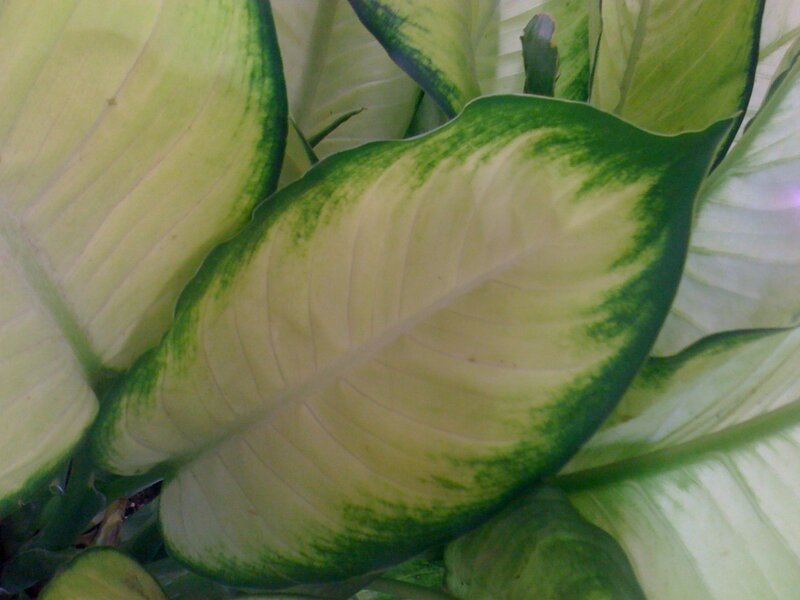 variegated leaf close-up