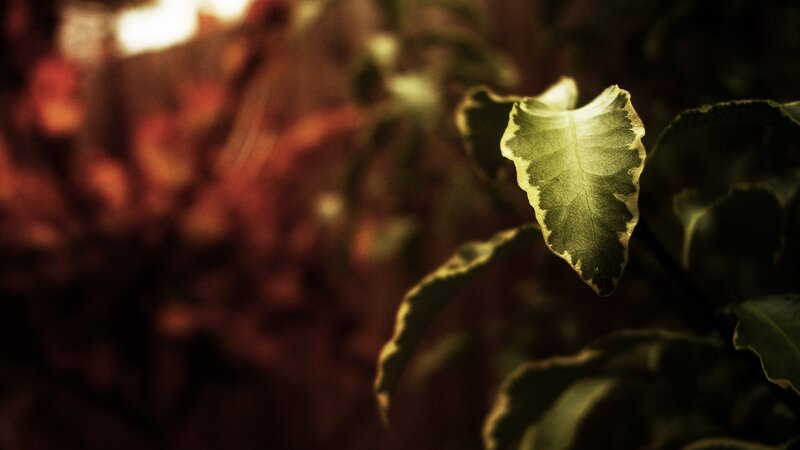 Variegated Leaf in Focus