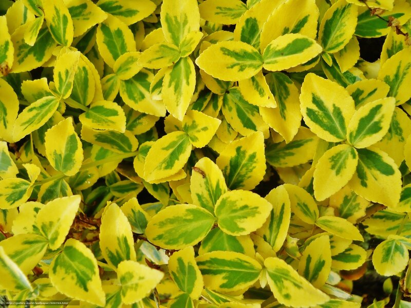 variegated leaf plant close-up
