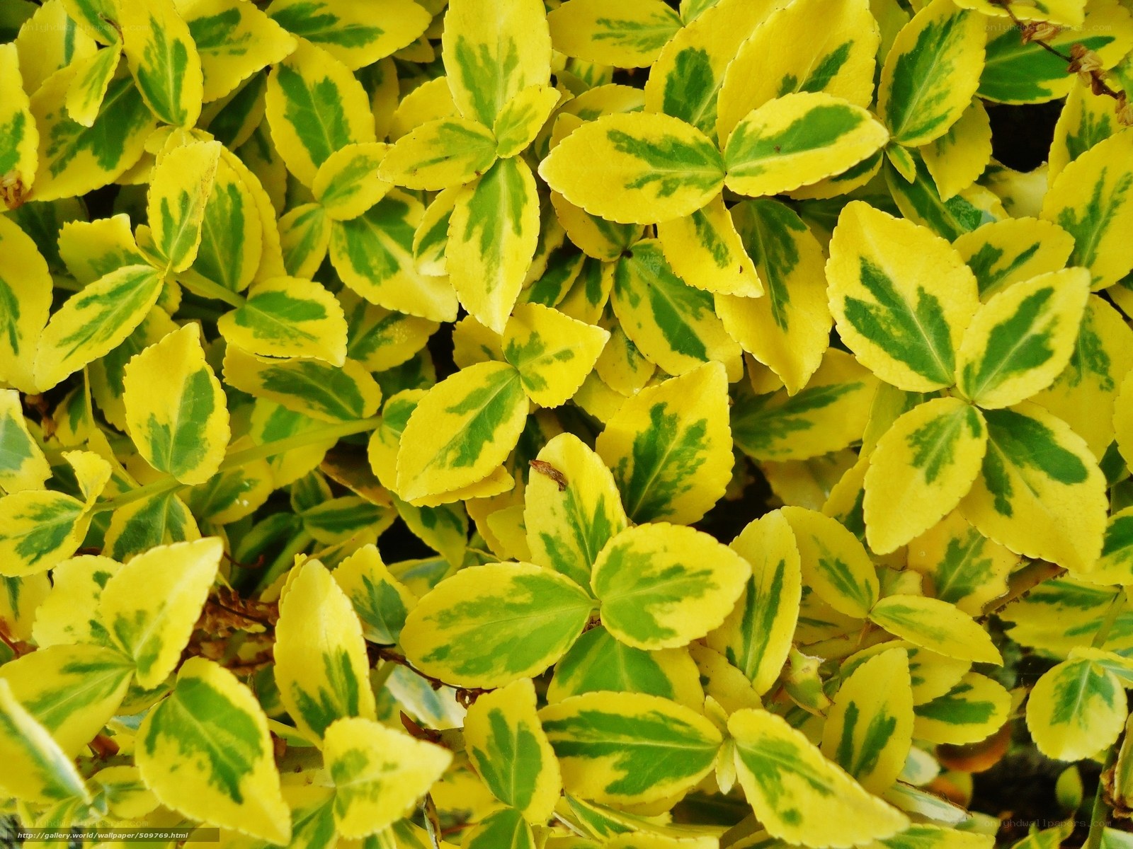 variegated leaf plant close-up