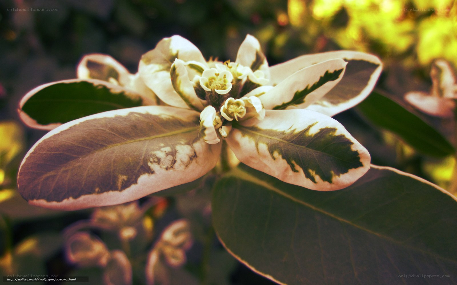 variegated leaf plant flower