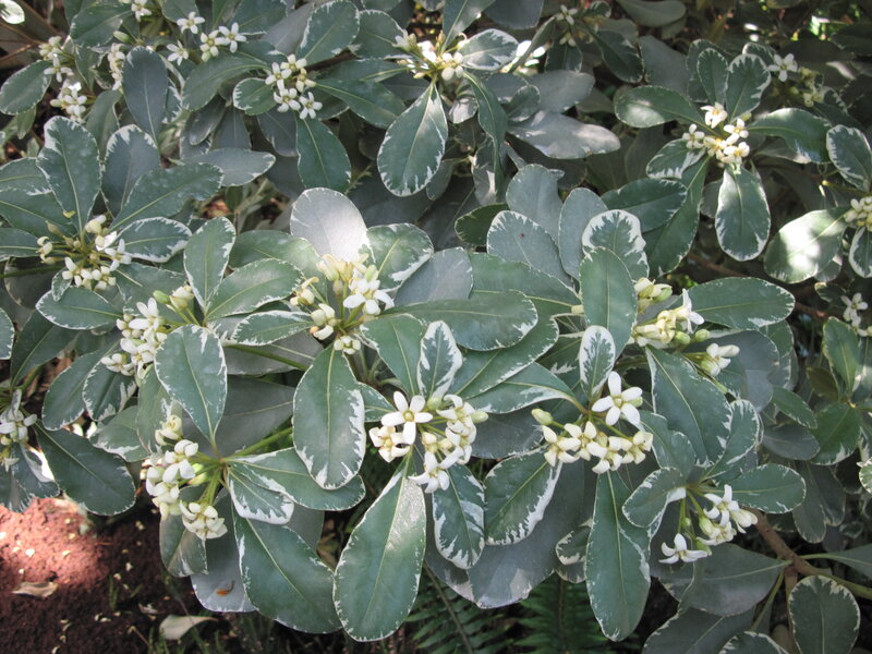 Variegated Leaf Plant — Green, Calm, Afternoon