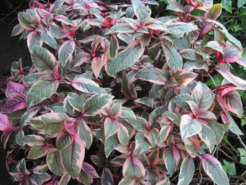 Variegated Leaf Plant — Green, Calm
