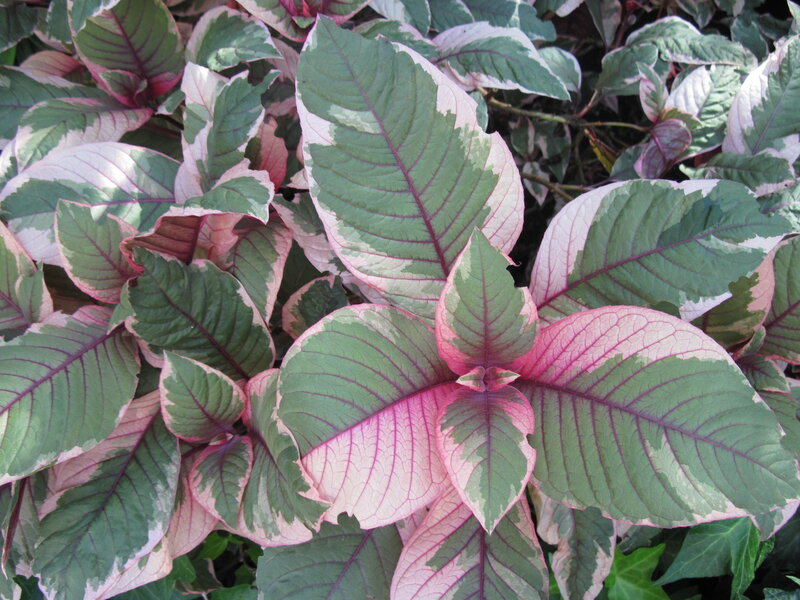 Variegated Leaf Plant — Green, Natural, Photograph