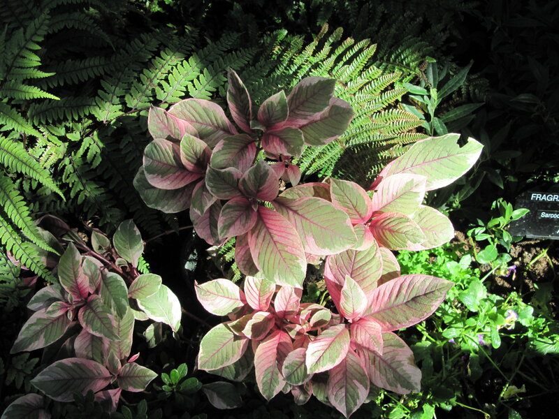 Variegated Leaf Plant — Green, Natural