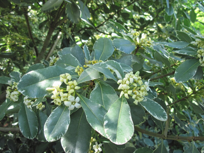 Variegated Leaf Plant — Green, Serene, Afternoon