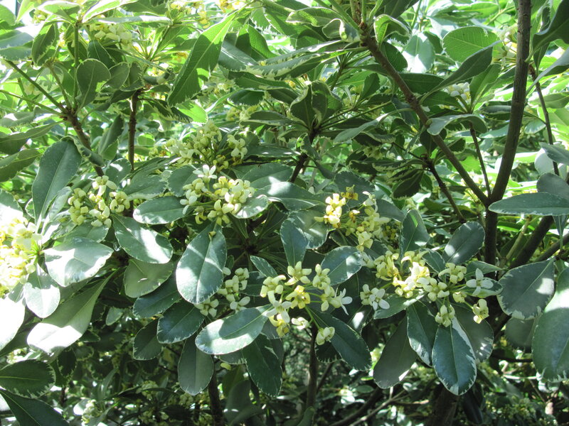 Variegated Leaf Plant — Green, Serene