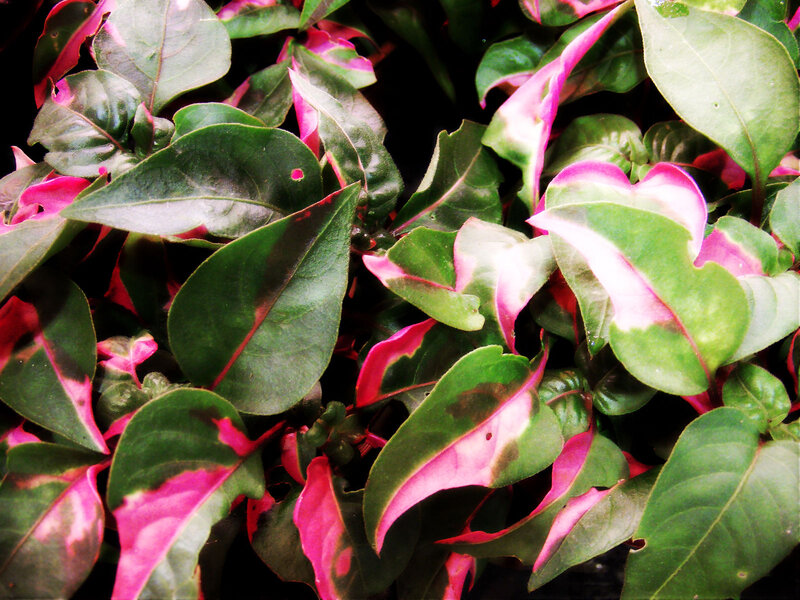 Variegated Leaf Plant — Green