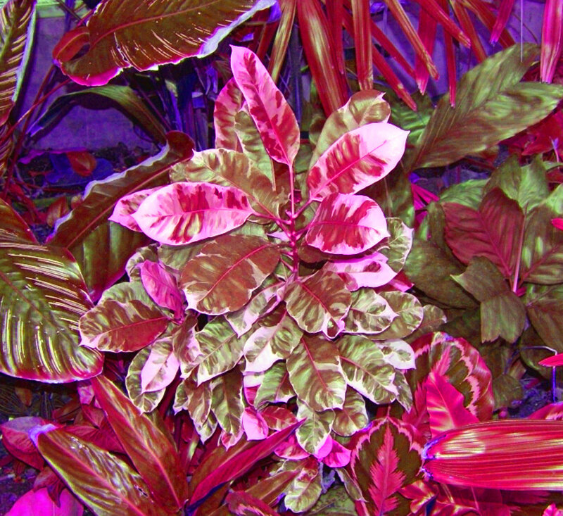 Variegated Leaf Plant — Pink