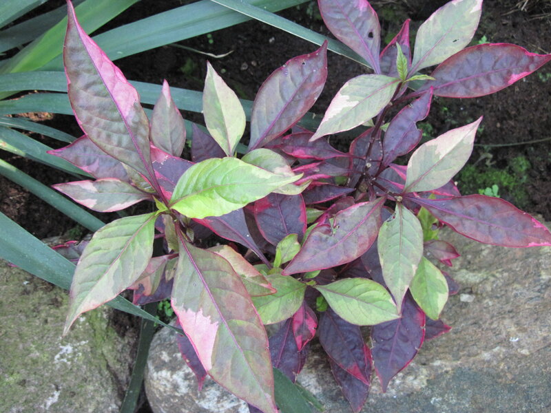 Variegated Leaf Plant — Red