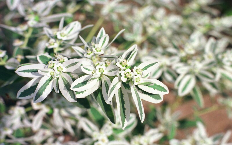 variegated leaf plant