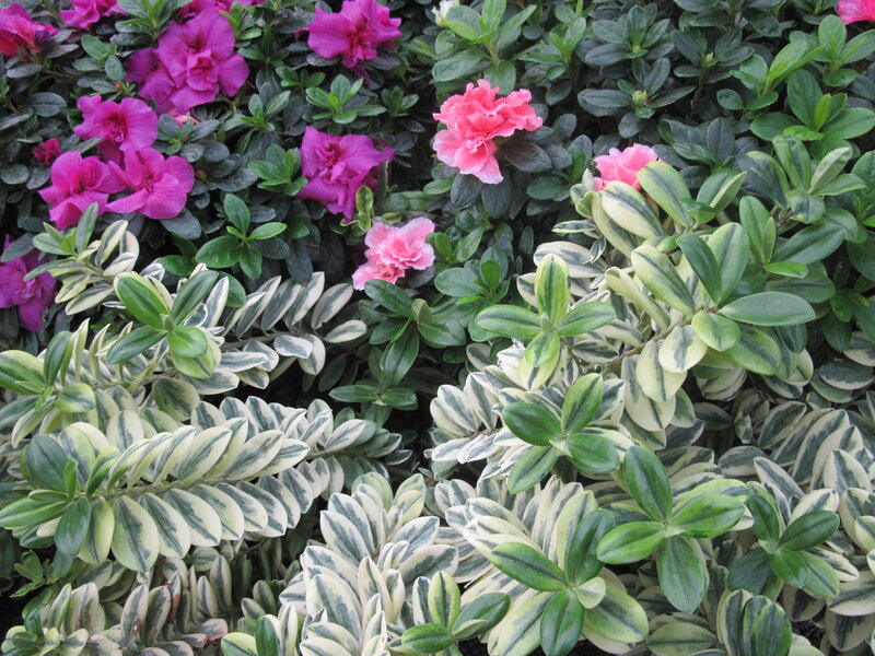 Variegated Leaf Plants — Green