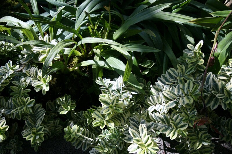 Variegated Leaf Plants