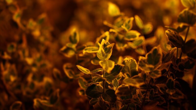 Variegated Leaves in Sunlight