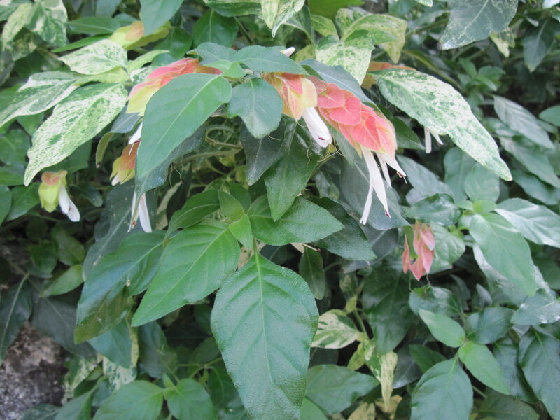 Variegated Leaves with Flowers