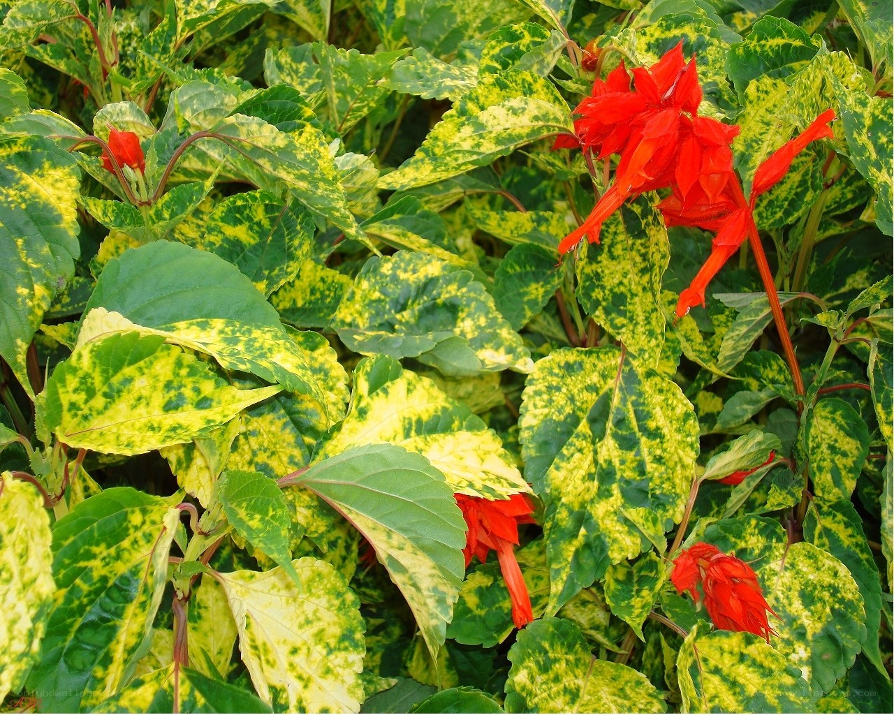 Variegated leaves with red flowers