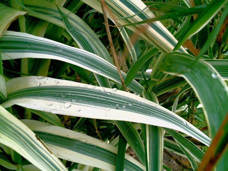 Variegated leaves with water droplets