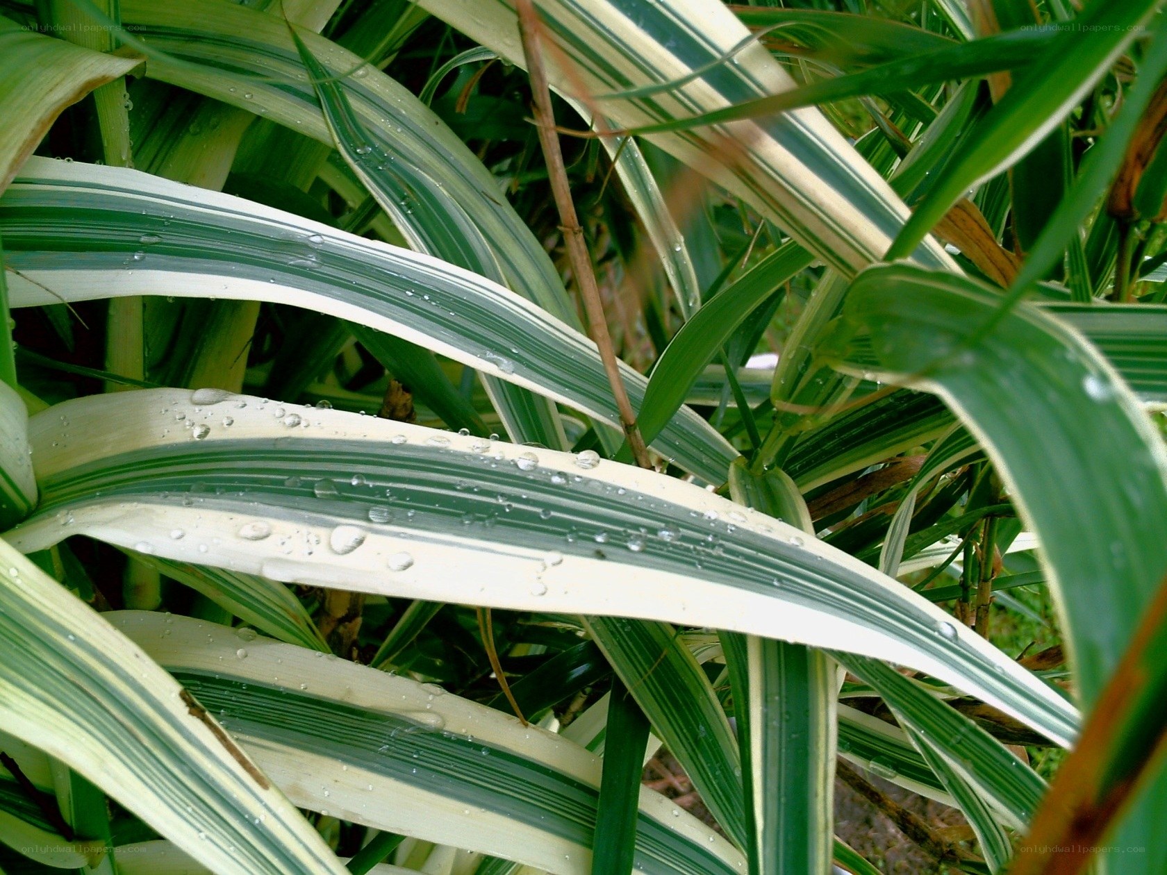 Variegated leaves with water droplets