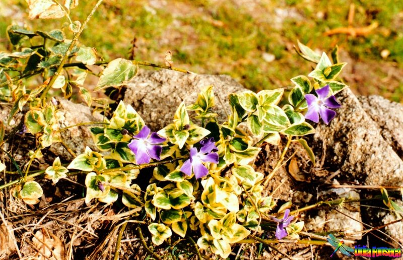 Variegated Periwinkle Plant