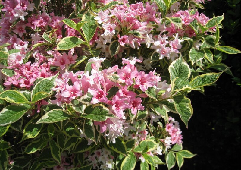 Variegated Pink Flowers