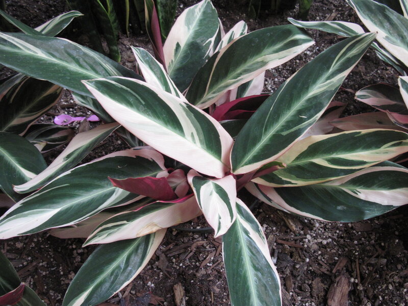 Variegated Plant Leaves — Green, Calm