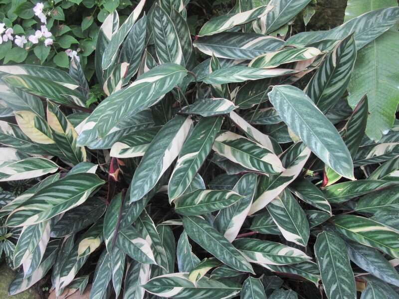 Variegated Plant Leaves — Green, Natural