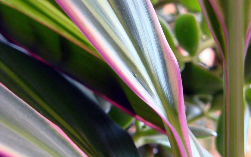 Variegated Plant Leaves — Green