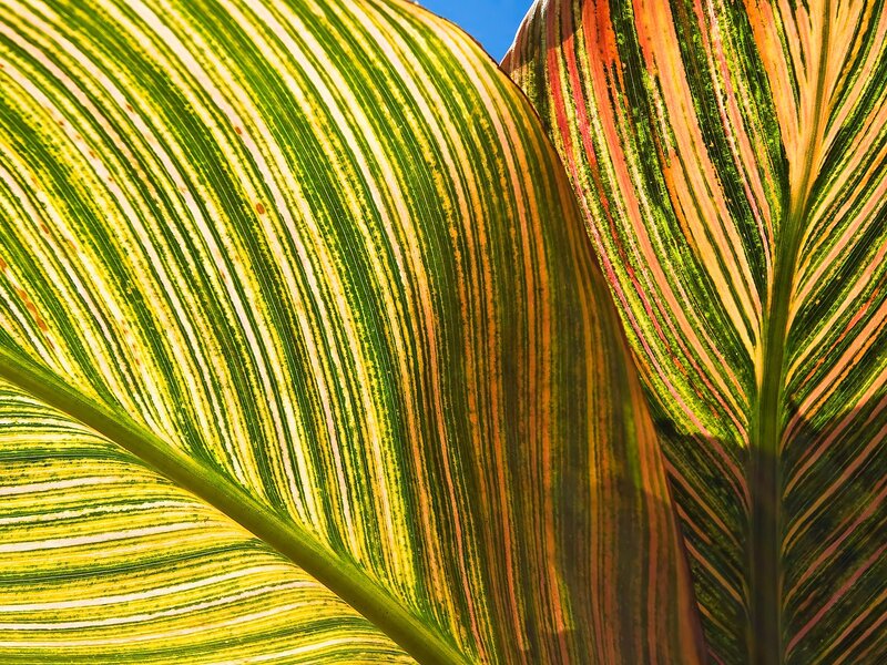 Variegated Plant Leaves — Green, Vibrant
