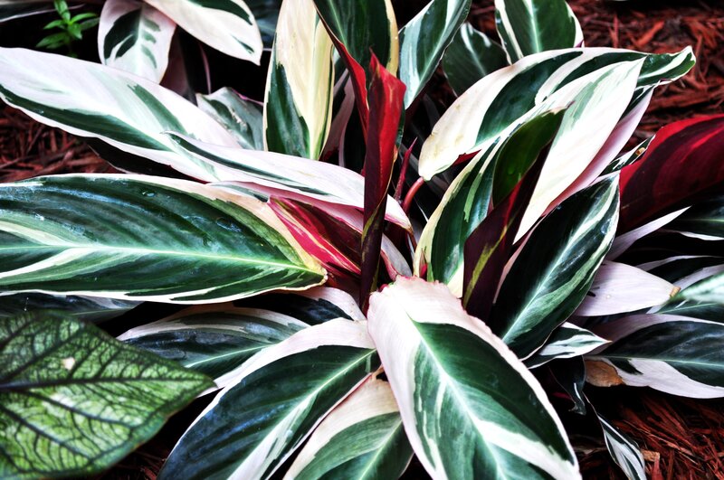 variegated plant leaves