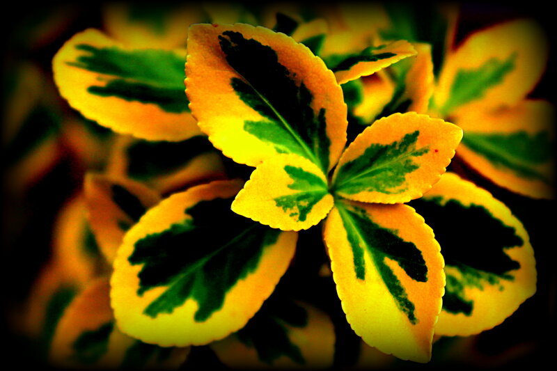 Variegated Plant Leaves — Yellow