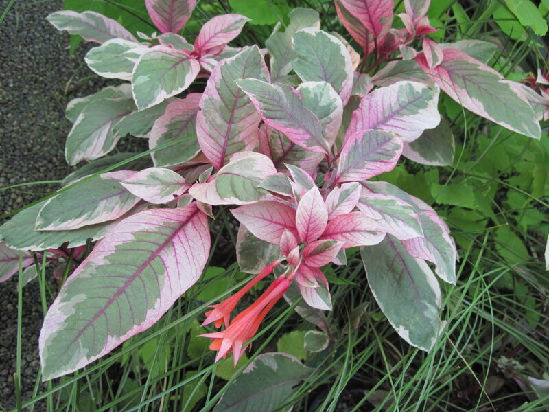 Variegated Plant with Flowers